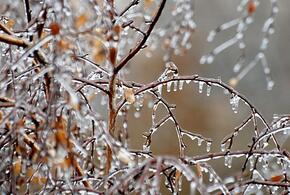 Тепло, прощай: зима напомнит о себе на Кубани ледяными дождями к концу следующей недели