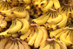 В бананах, поставляемых в Россию из Эквадора, нашли мух