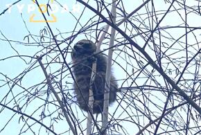 В Краснодаре переполох устроил домашний енот, взобравшись на высокое дерево