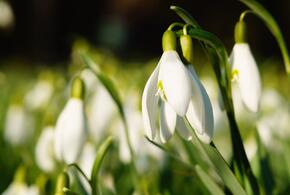В Краснодарском крае объявлена операция по борьбе с торговлей первоцветами