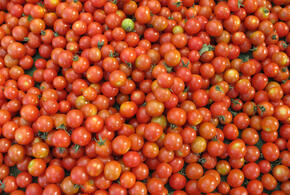 В порт Новороссийска привезли египетские томаты с вирусом коричневой морщинистости