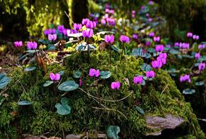 В Сочи расцвели цикламены 
