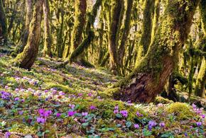 В Сочинском нацпарке показали цветущие цикламены