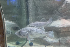 За поимку опасного хищника, замеченного в Черном море, обещают вознаграждение