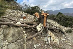 В Новороссийске вырубают краснокнижные можжевельники для строительства водопровода