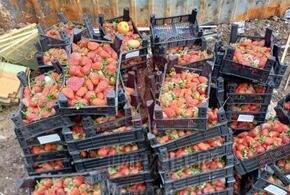 Килограммы спелой клубники выкинули на мусорку в Краснодаре