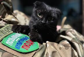 Анапские волонтеры спасли кошку из зоны СВО