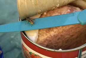 Кубанский консервный комбинат под наблюдением по решению суда