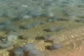 Мертвых медуз из Азовского моря будут добавлять в бетон