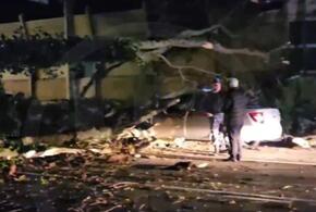 В Сочи дерево рухнуло на автомобиль Росгвардии