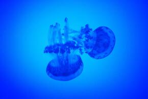 Названа причина вспышки численности медуз в Азовском море