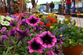 Новые сорта растений, полученные путем селекции, привезут на ярмарку в Краснодаре