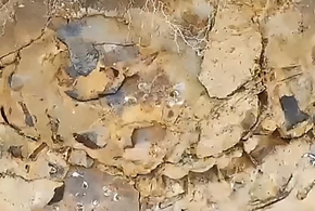 Огромного кита на берегу Азовского моря нашел житель Кубани 