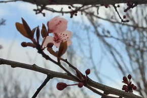 Парк Галицкого в Краснодаре украсят розовые деревья, начинается цветение сливы «Нигра»