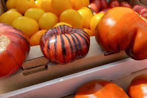 Помидоры в полоску появились на рынках Новороссийска 