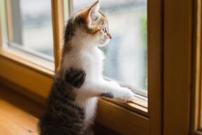 Последний день без ливней: какая погода будет на Кубани 20 марта