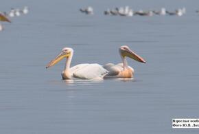 Под Анапой начал гнездиться новый вид пеликанов