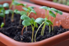 В России подорожали саженцы, рассада и семена