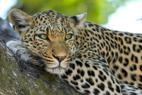 Но только для женщин, и только на несколько дней