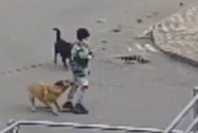 Собака напала на мальчика в Краснодаре