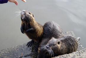 Стало известно, кто приносит нутрий к Суджуксой лагуне в Новороссийске