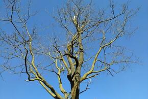 Тепло, но с туманами: синоптики рассказали о погоде на Кубани 19 марта