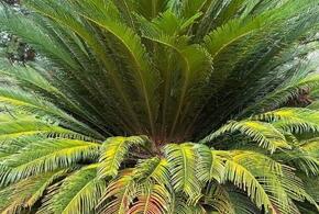 Уникальное растение, пережившее динозавров, растет в Сочи