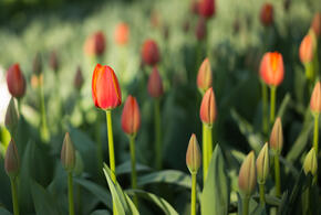 В Анапе женщина вступила в схватку с расхитительницами цветов