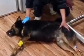 В Сочи кто-то массово травит бездомных собак