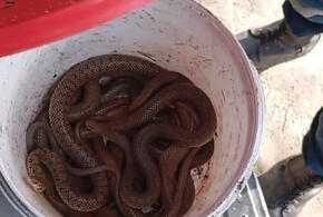 Змеи атаковали дом жительницы Армавира 