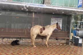 Зоопарк на остановке: в Сочи вместо людей автобуса ждут бездомные собаки и лошадь