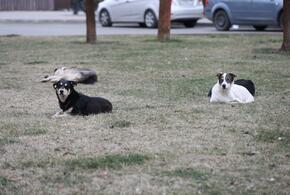  Более 400 дворняг отловили в Краснодаре с начала года