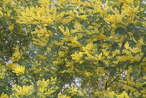 Более сотни акаций спилил житель Кубани