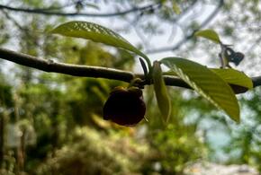 Дерево покрылось черными цветами в Сочи