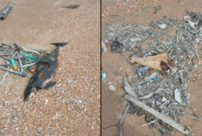 Десятки погибших дельфинов нашли на пляже рядом с Анапой