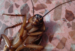 В детском саду Краснодара по детским кроваткам ползают тараканы