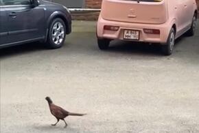 В центре Краснодара разгуливает фазан