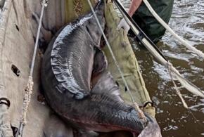 Гигантскую белугу вырастили в Астрахани и доят икру почти сутки