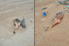 В Анапе начали проверку из-за массовой гибели дельфинов