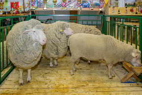 Не хватает даже чабанов: цены на баранину в РФ за год выросли почти на 40 процентов