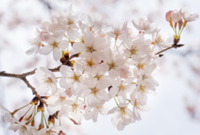 Прогноз погоды на Кубани на неделю с 22 по 28 апреля