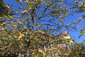 Псевдоайва расцвела в Сочи