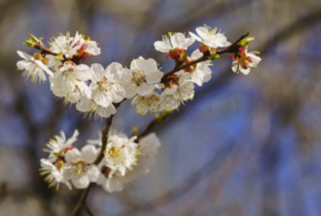 Прогноз погоды на Кубани 1 апреля