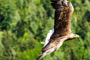 В гнезде исчезающего императорского орла в Сочи нашли яйцо