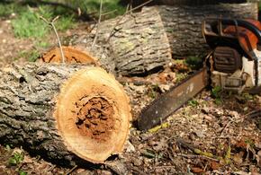 В Краснодаре вырубят лес из-за строительства трамвайной линии