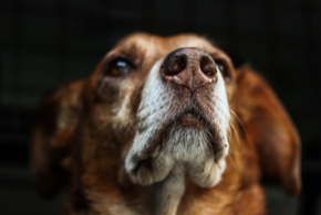 В Новороссийске наконец-то смогут построить приют для бездомных животных