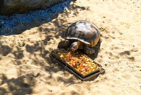 В парке Галицкого в Краснодаре показали, как обедают черепахи