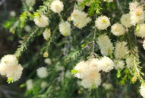 В Сочи цветет дерево, из которого добывают эфирное масло
