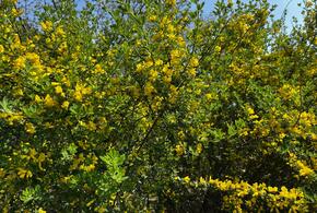 В Сочи расцвел краснокнижный кустарник 