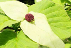 В Сочи расцвело «дерево носовых платков»